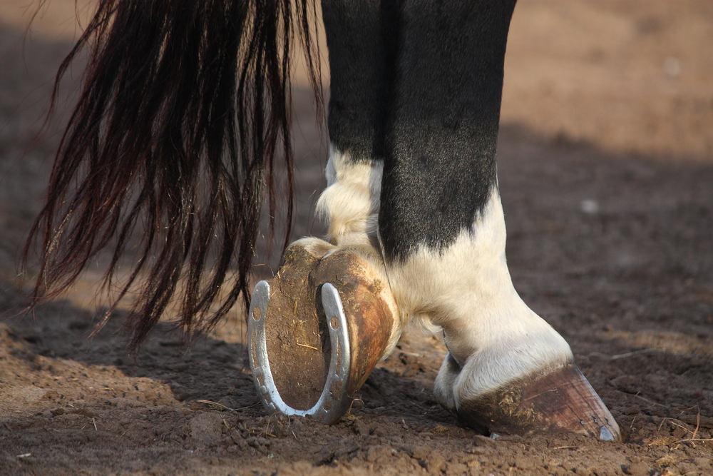 Why Do Horses Need Shoes Equestrian Space