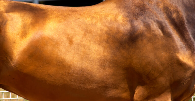 Illustration of a horse digestive system and single stomach