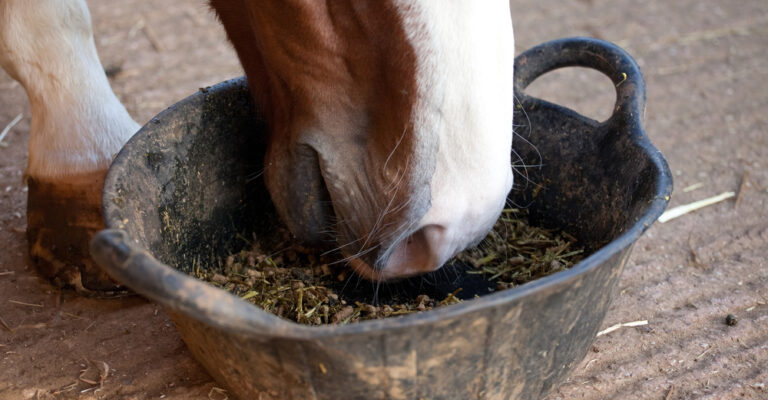 Horse eating a feed mixture from a rubber tub