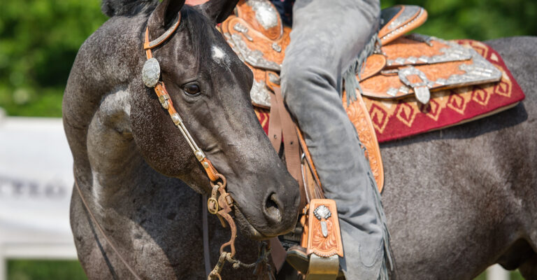 Black horse wearing Western tack and a decorated saddle with its rider