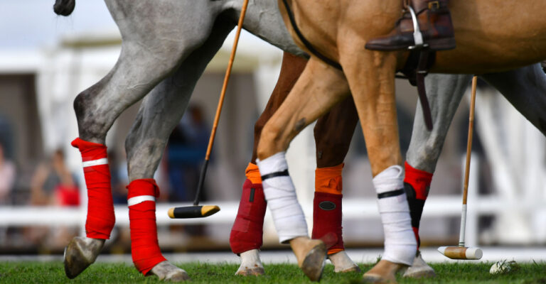 Horse wearing a protective leg wrap in a stable