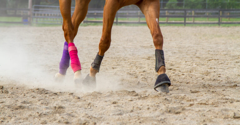 Horse leg wrapped with a stable bandage