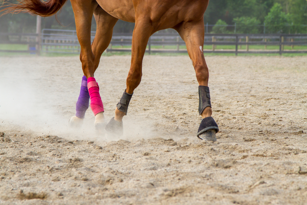 horse bandages for travel