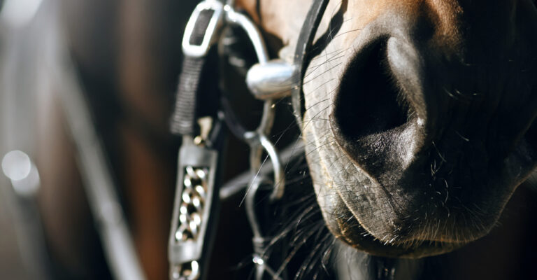 Close-up of a horse wearing a bridle and bit