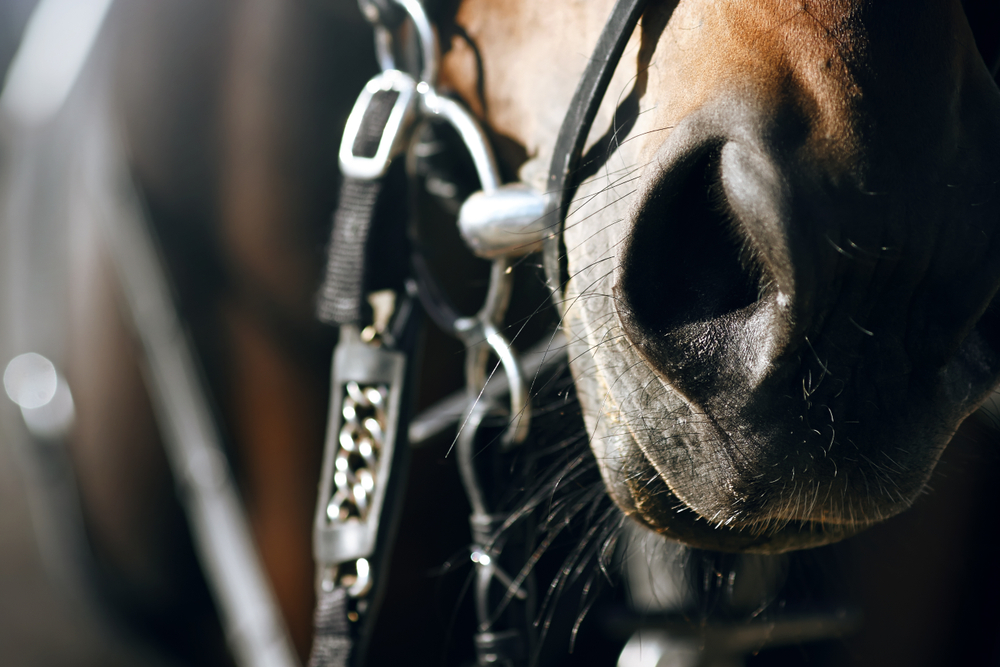 What Is The Best Bit For A Horse With A Sensitive Mouth? Equestrian Space