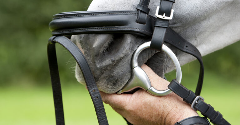 Bit fitter checking a horse’s bridle and mouthpiece
