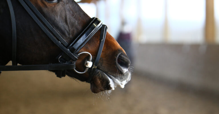 Dressage horse working softly with a foamy mouth