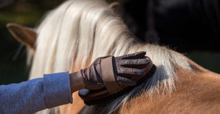 Gloved hand brushing a chestnut horse’s mane and neck