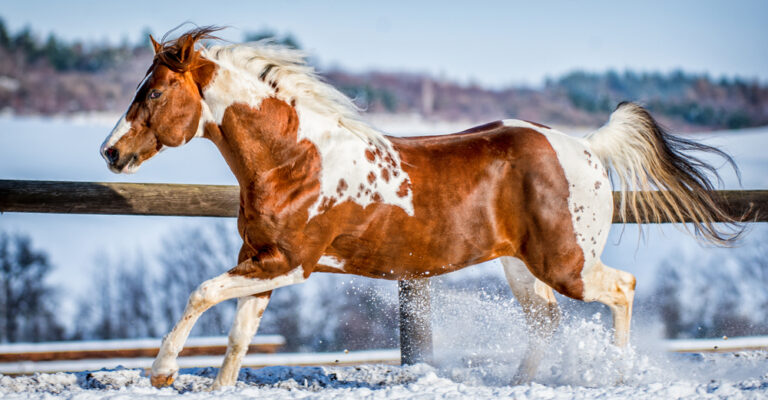 Chestnut-and-white Paint Horse trotting through snow beside a fence
