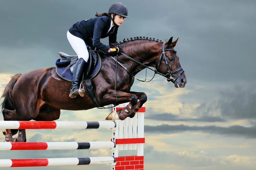 Best Horse Breeds for Show Jumping – Equestrian Space
