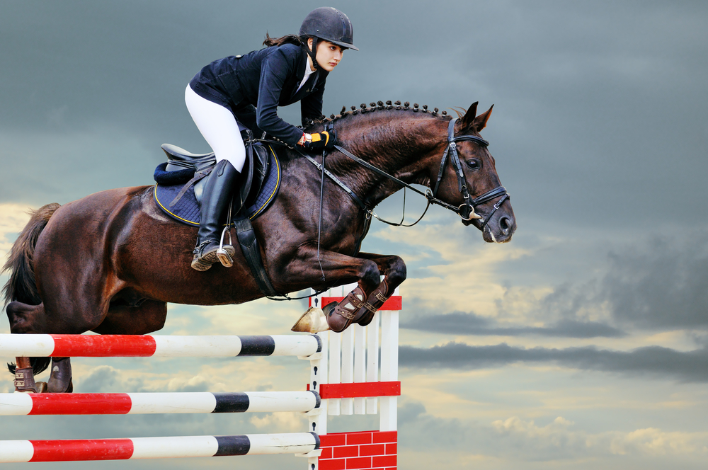 Best Horse Breeds for Show Jumping Equestrian Space