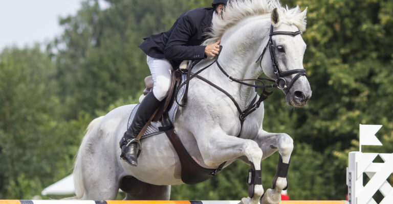 Show-jumping horse clearing a fence in competition