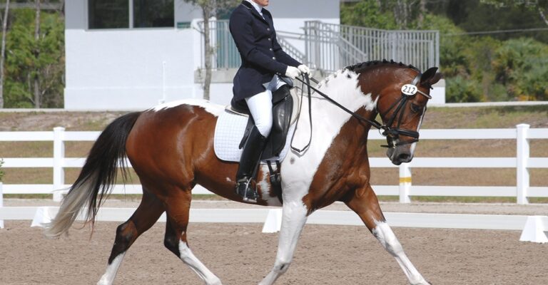 Paint Horse and rider performing dressage in a fenced arena