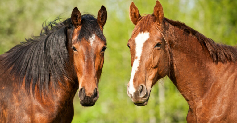 Two horses standing side by side in a green field