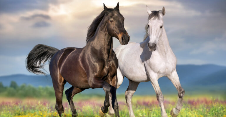 Dark and white horses walking through a flowered field