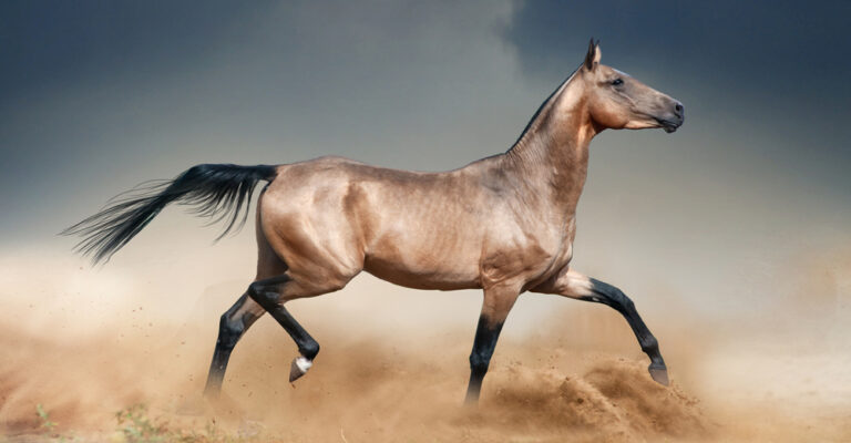 Light-colored horse running through dusty ground