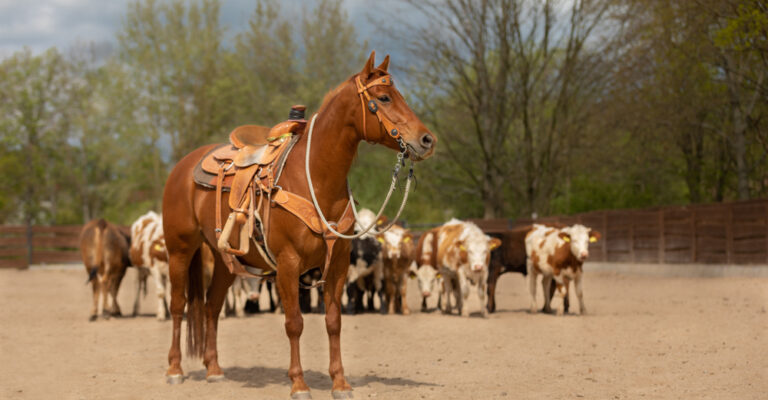 Quarter Horse standing in a field