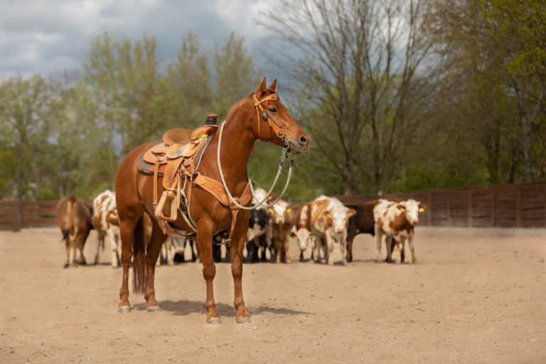 Are Quarter Horses Good For Beginners? Equestrian Space