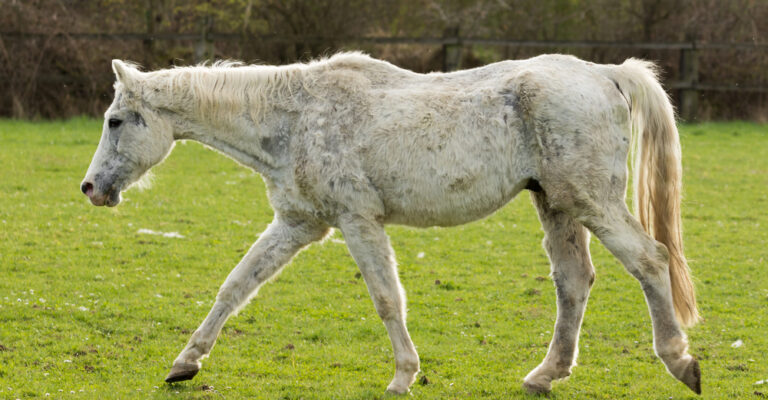 White horse with a patchy coat walking in a pasture
