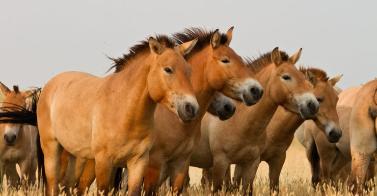 Horse standing in a field during a breed and behavior safety discussion