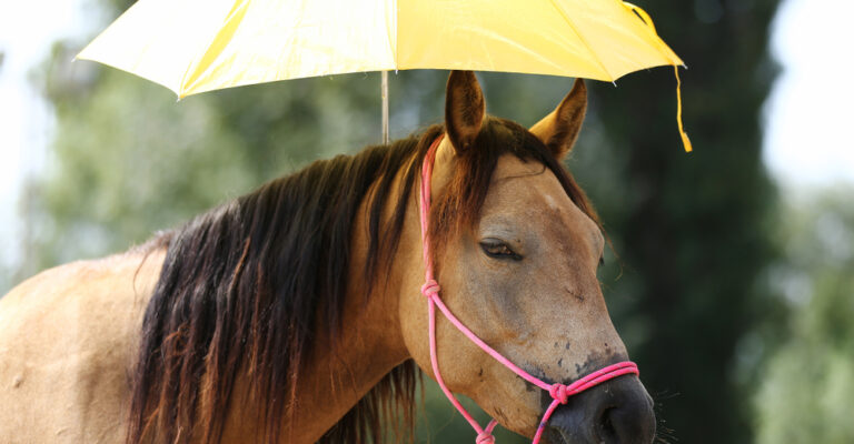 Horse owner taking a horse’s temperature with a digital thermometer