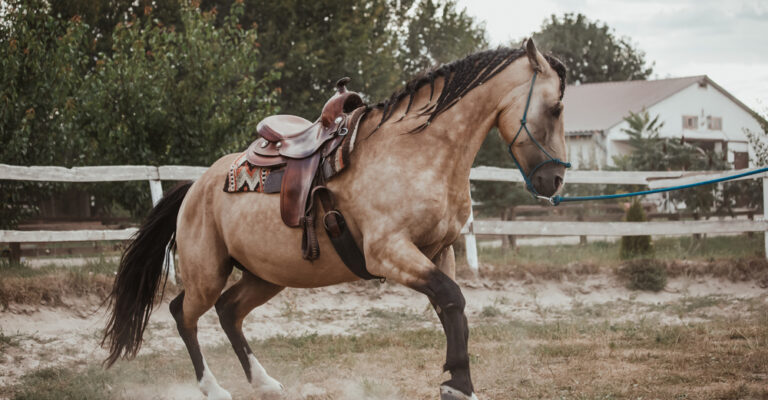 Buckskin horse wearing a Western saddle and moving on a lead in a fenced arena