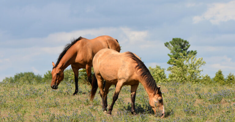 A horse standing in a pasture for a guide to affordable horse ownership