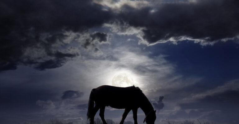 Horse grazing in silhouette beneath a bright moon and clouds