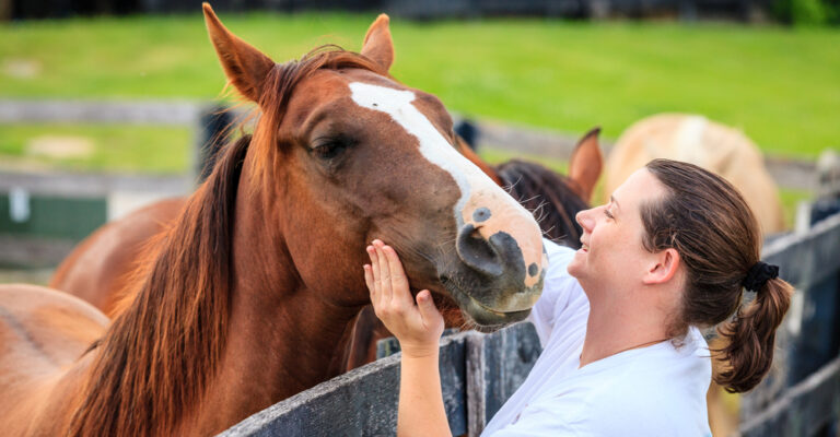 Horse standing calmly in a stable while barn-noise management is discussed