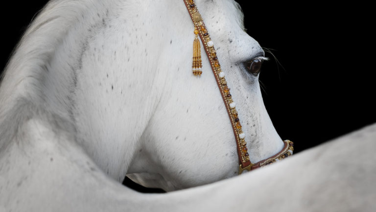 Beautiful Races 15 Most Beautiful Horse Breeds In The World – Equestrian Space