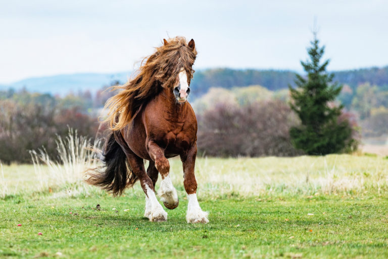 Beautiful Races 15 Most Beautiful Horse Breeds In The World – Equestrian Space