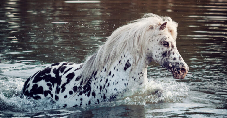 White and black-spotted horse moving through a lake