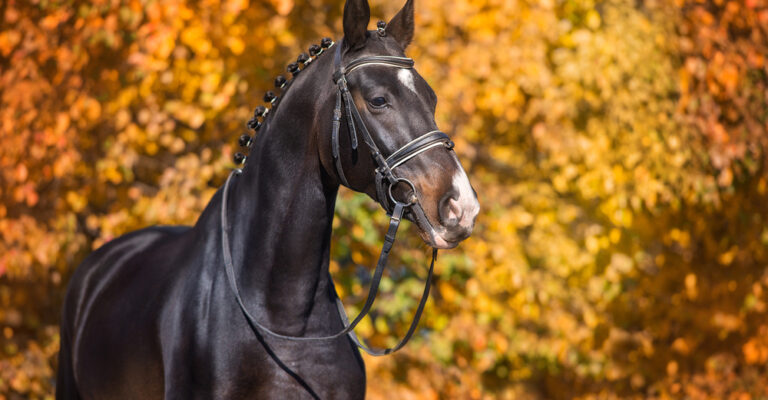Horse wearing a bridle among autumn trees