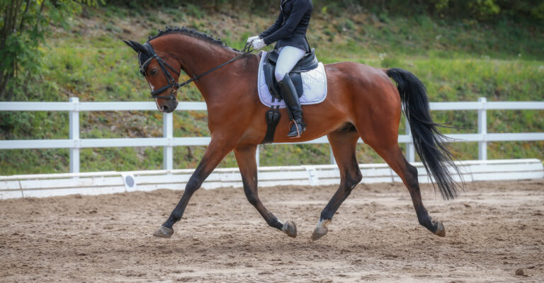 Gaited horse and rider demonstrating an even, four-beat movement