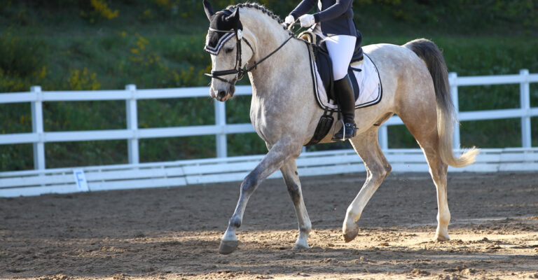 Horse and rider illustrating a smooth gaited-horse stride
