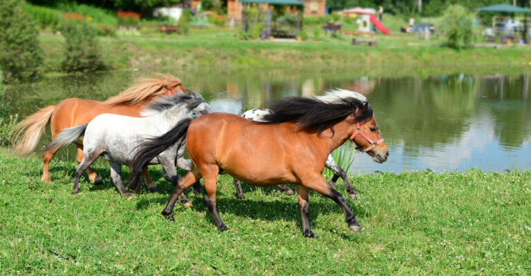 Smallest horse breeds, including a miniature horse standing in a grassy paddock
