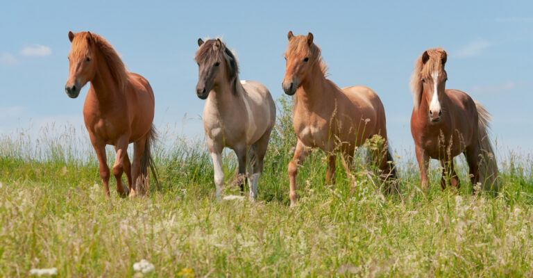 Four horses standing together in a green meadow