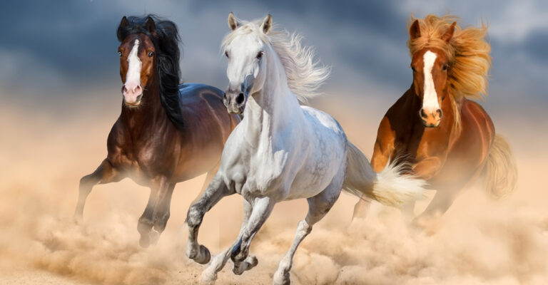 A Mustang horse standing in an open Western landscape