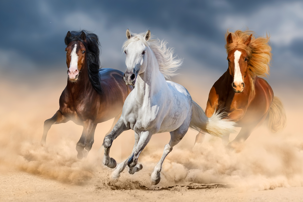 Are Mustang Horses Male Or Female Equestrian Space