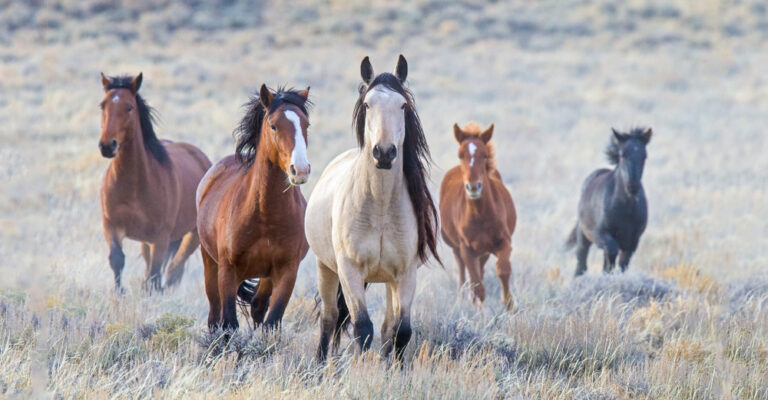 A small herd of Mustangs moving together across open grassland