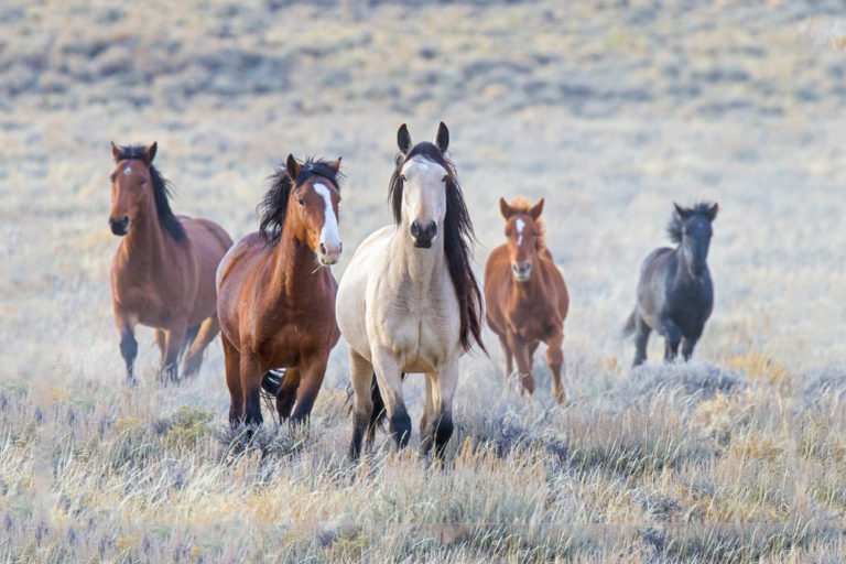 Are Mustang Horses Male Or Female? – Equestrian Space