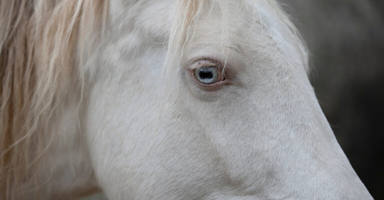 Close-up of a pale cream horse showing a light-colored eye