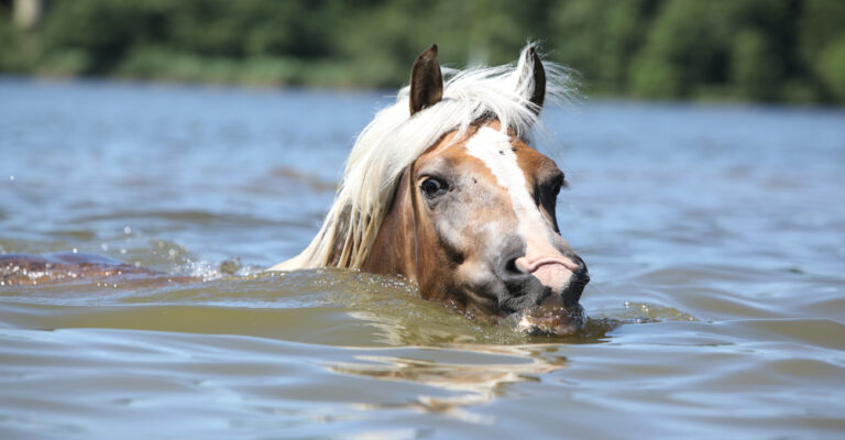 Haflinger horse swimming in open water with its head above the surface