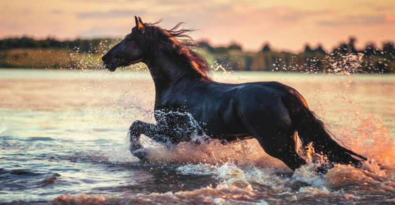 Blue roan horse with a dark coat and white hairs mixed through the body