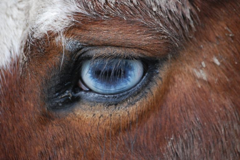 Do Horses Have Different Eye Colours Like Humans? – Equestrian Space