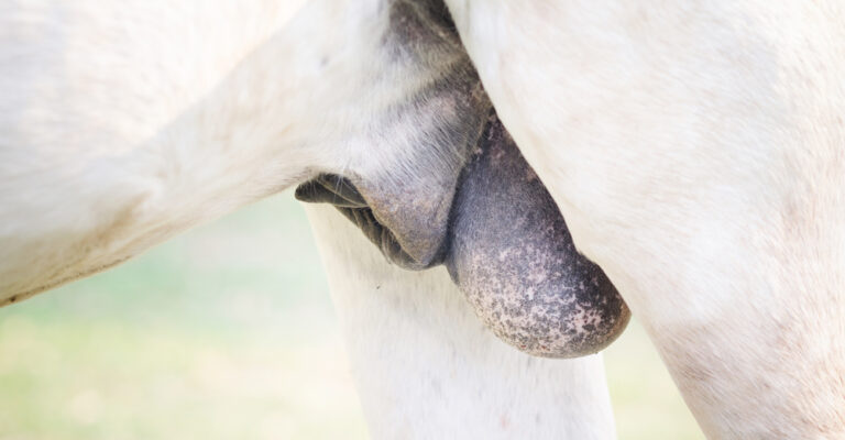 Horse standing calmly during a veterinary castration discussion