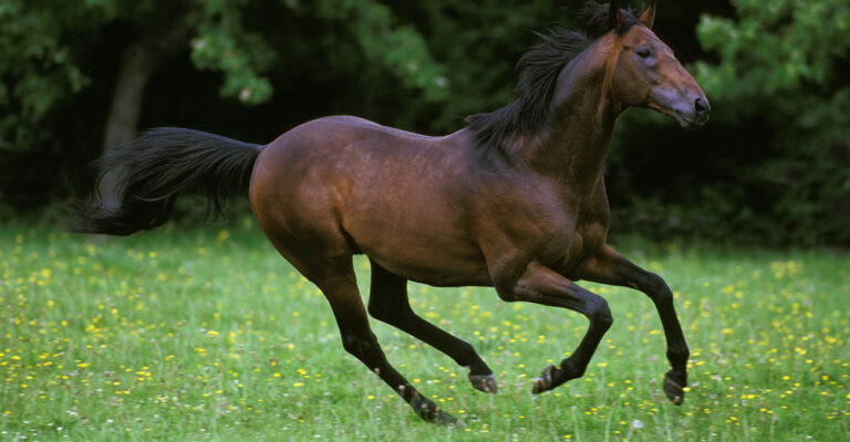 American Quarter Horse and Thoroughbred compared for racing speed