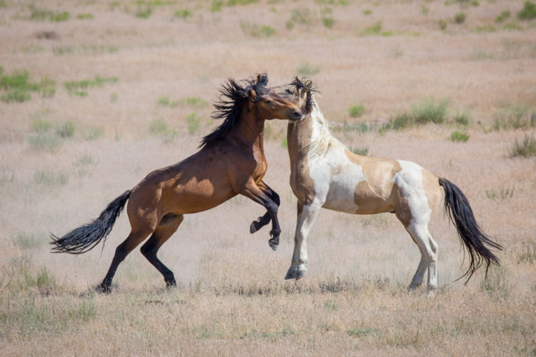 Differences Between Mustang And Bronco Horses – Equestrian Space