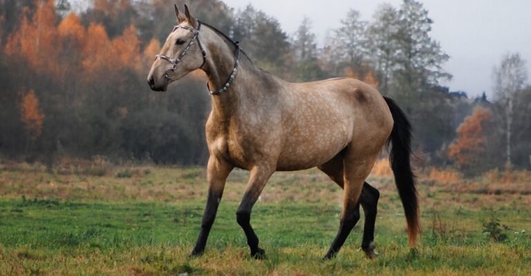 Bay horse walking in a grassy field beside a wooded area