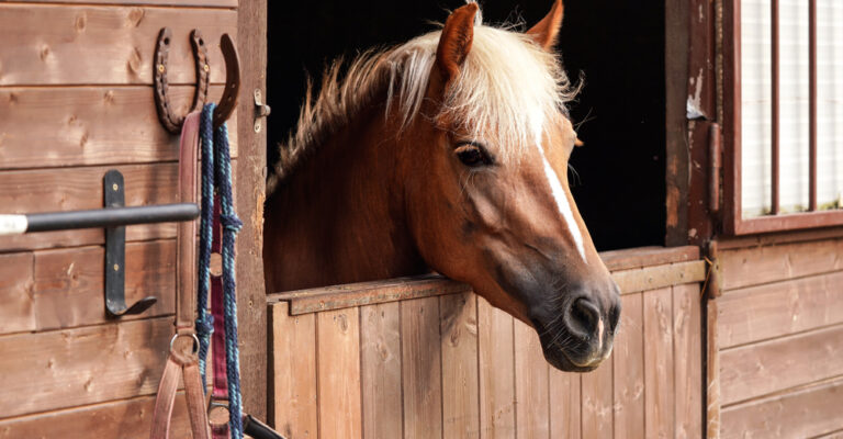 Chestnut horse looking out from a wooden stall door